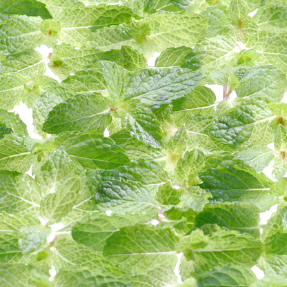 NIX Arctic 6mg - Pouch Australia