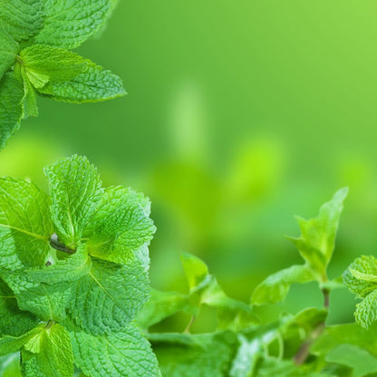 KLINT Breeze Mint 8mg - Pouch Australia