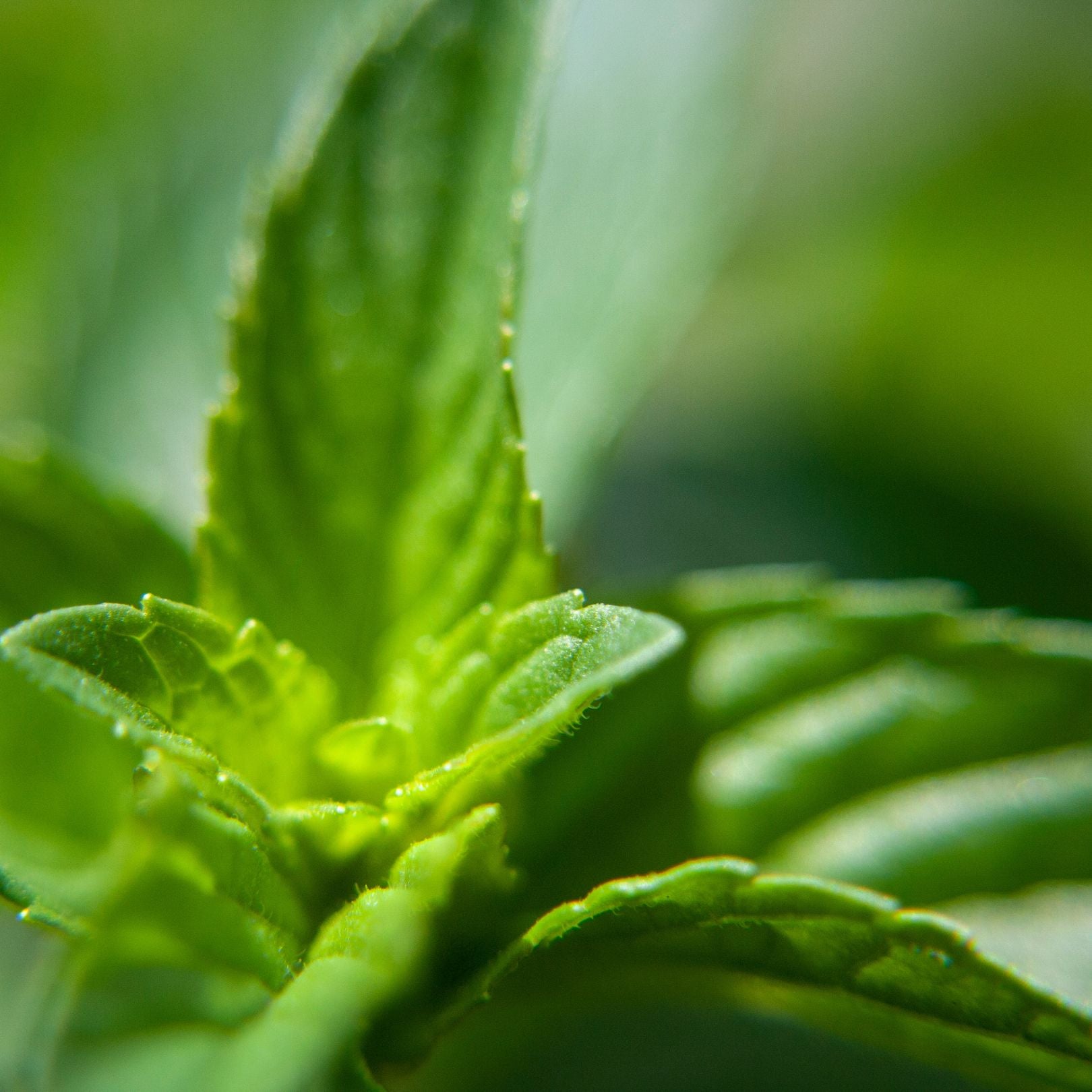 RELX AirPouch Spearmint Fresh 6mg